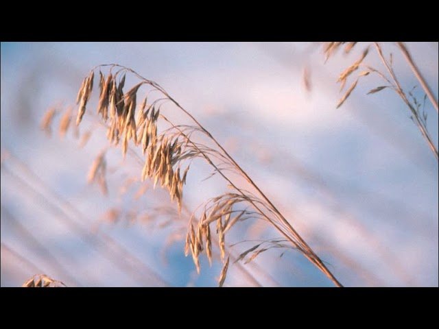 "Вірш про кривого" | BlagoTube - христианский видеопортал