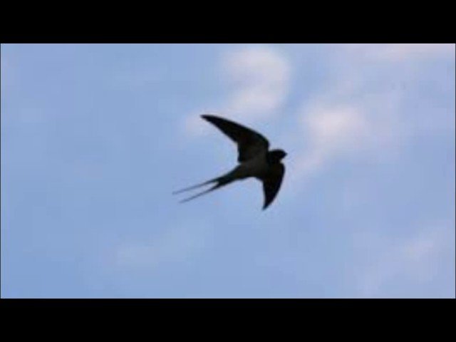 Дивлюсь в небесну синю височінь | BlagoTube - христианский видеопортал